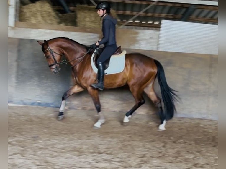 Hanoverian Gelding 5 years 16.1 hh Brown in Ahausen