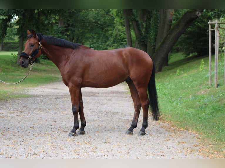 Hanoverian Gelding 5 years 16,1 hh Brown in Darmstadt