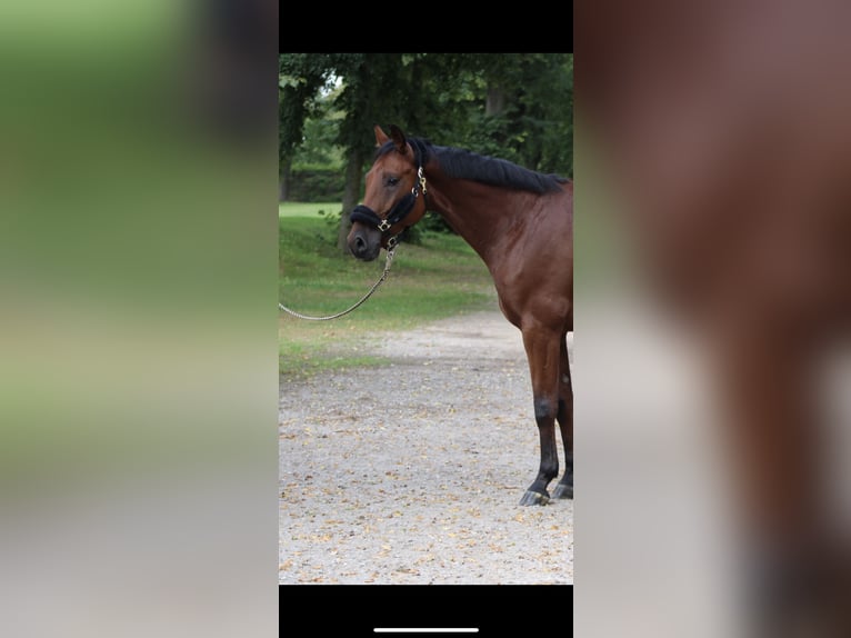 Hanoverian Gelding 5 years 16,1 hh Brown in Darmstadt