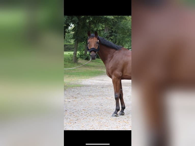 Hanoverian Gelding 5 years 16,1 hh Brown in Darmstadt