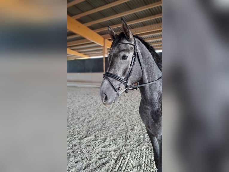 Hanoverian Gelding 5 years 16,1 hh Can be white in Königheim