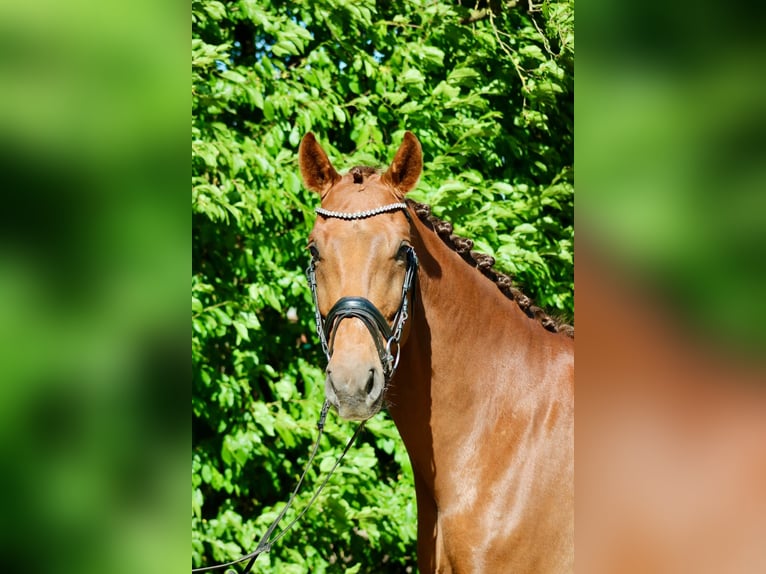 Hanoverian Gelding 5 years 16.1 hh Chestnut in Hittbergen