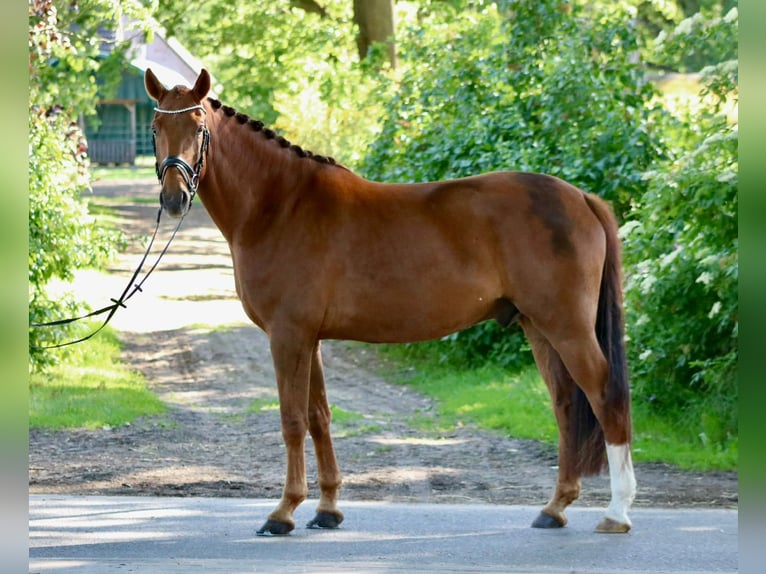 Hanoverian Gelding 5 years 16.1 hh Chestnut in Hittbergen