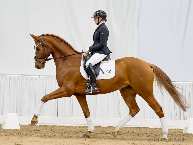 Hanoverian Gelding 5 years 16,1 hh Chestnut in Verden