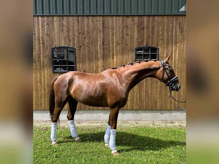 Hanoverian Gelding 5 years 16,1 hh Chestnut-Red in Soltau