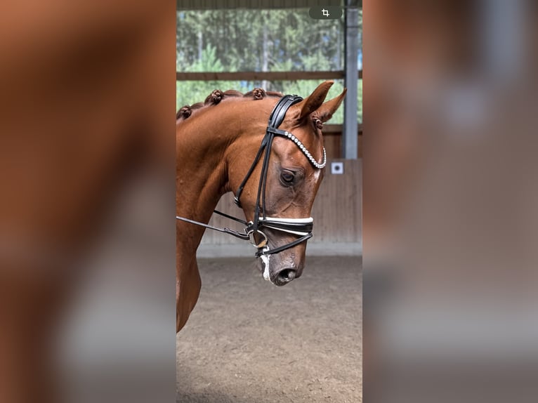 Hanoverian Gelding 5 years 16,1 hh Chestnut-Red in Soltau