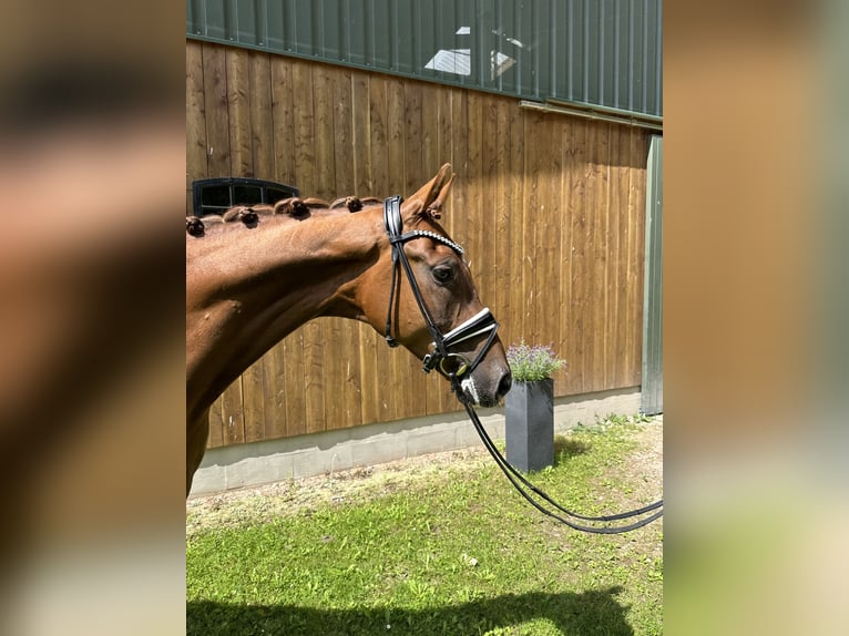 Hanoverian Gelding 5 years 16,1 hh Chestnut-Red in Soltau