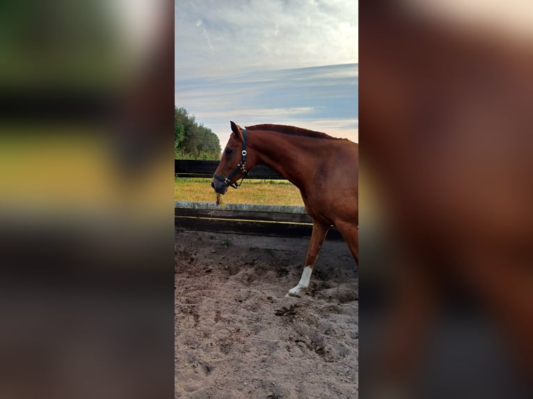 Hanoverian Gelding 5 years 16,1 hh Chestnut-Red in Seeth