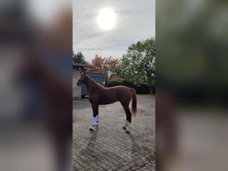 Hanoverian Gelding 5 years 16,1 hh Chestnut-Red in Pöllau