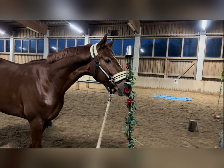 Hanoverian Gelding 5 years 16,1 hh Chestnut-Red in Pöllau