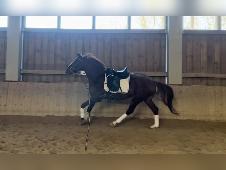 Hanoverian Gelding 5 years 16,1 hh Chestnut-Red in Pöllau