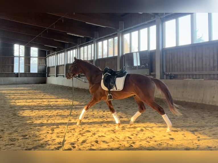 Hanoverian Gelding 5 years 16,1 hh Chestnut-Red in Pöllau