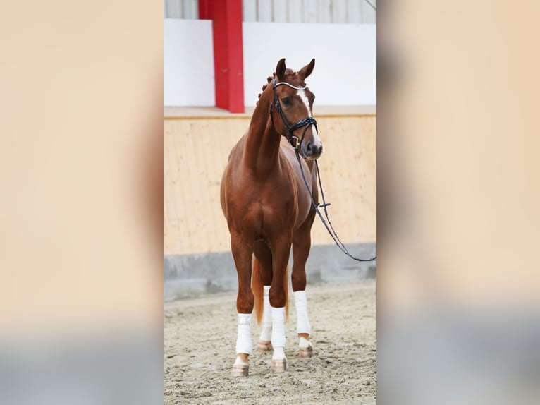 Hanoverian Gelding 5 years 16.1 hh Chestnut-Red in Reeßum