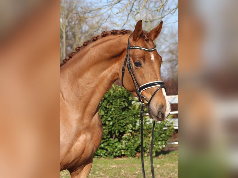 Hanoverian Gelding 5 years 16.1 hh Chestnut-Red in Regesbostel
