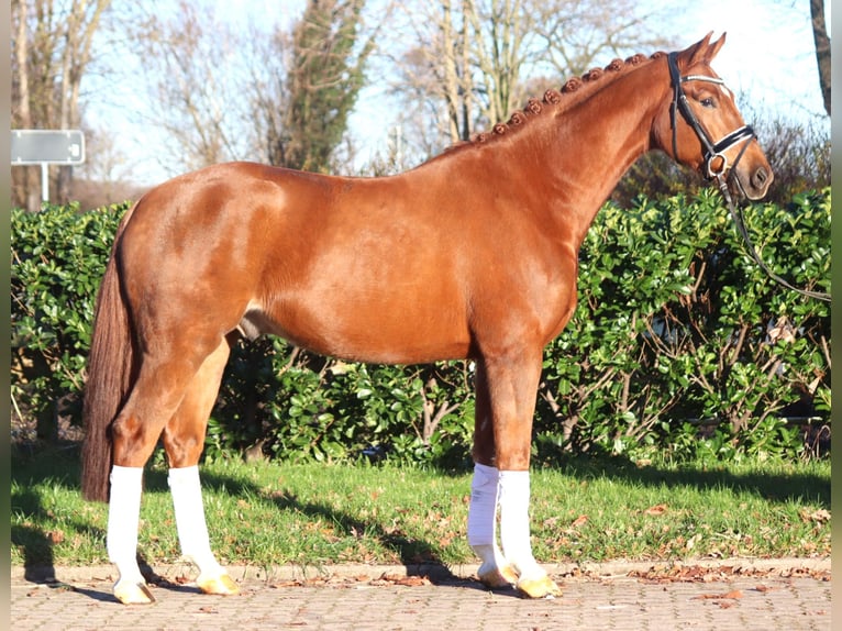 Hanoverian Gelding 5 years 16,1 hh Chestnut-Red in Selsingen