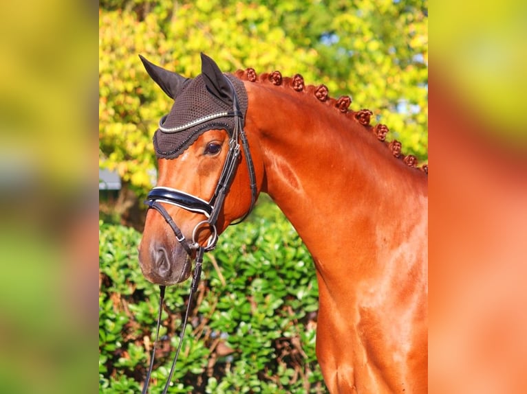 Hanoverian Gelding 5 years 16,1 hh Chestnut-Red in Selsingen