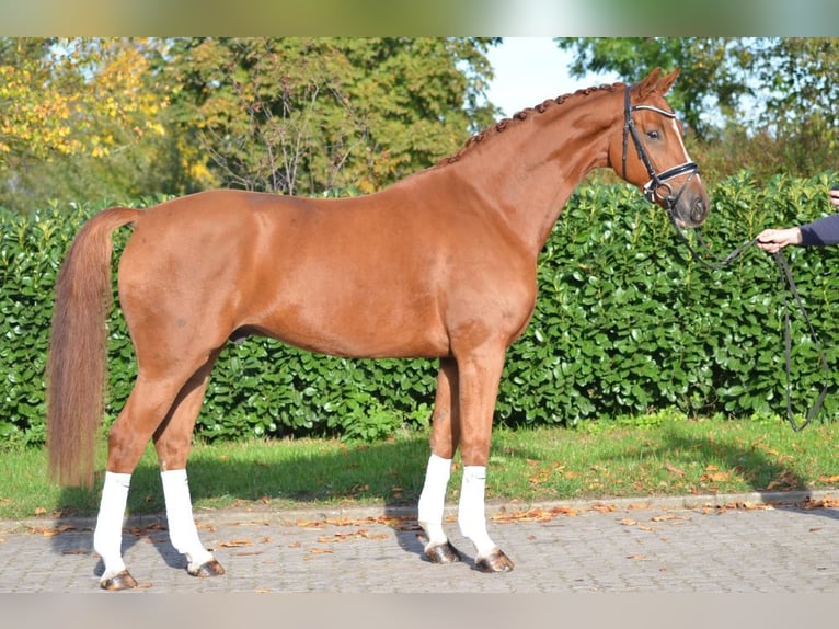 Hanoverian Gelding 5 years 16,1 hh Chestnut-Red in Selsingen