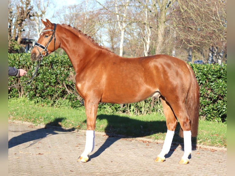 Hanoverian Gelding 5 years 16,1 hh Chestnut-Red in Selsingen