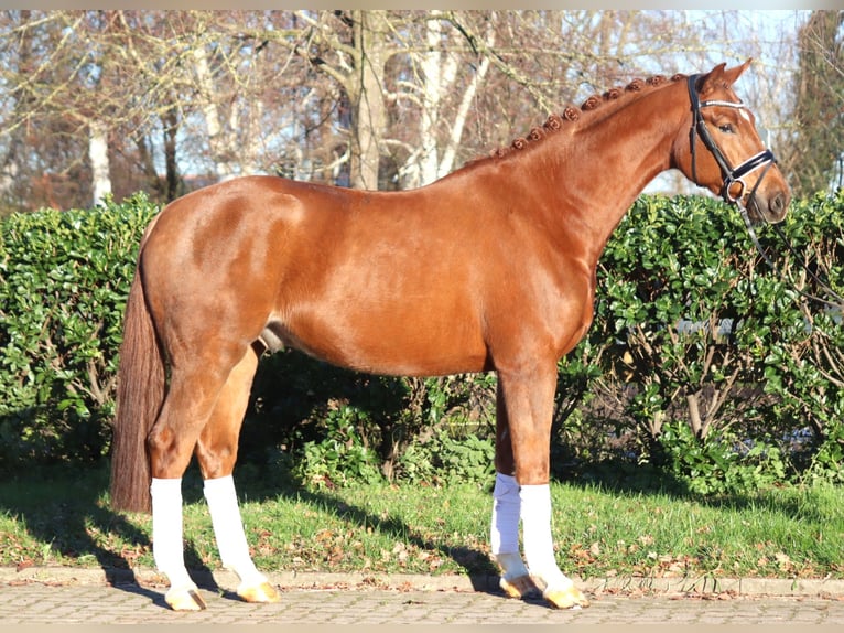 Hanoverian Gelding 5 years 16,1 hh Chestnut-Red in Selsingen