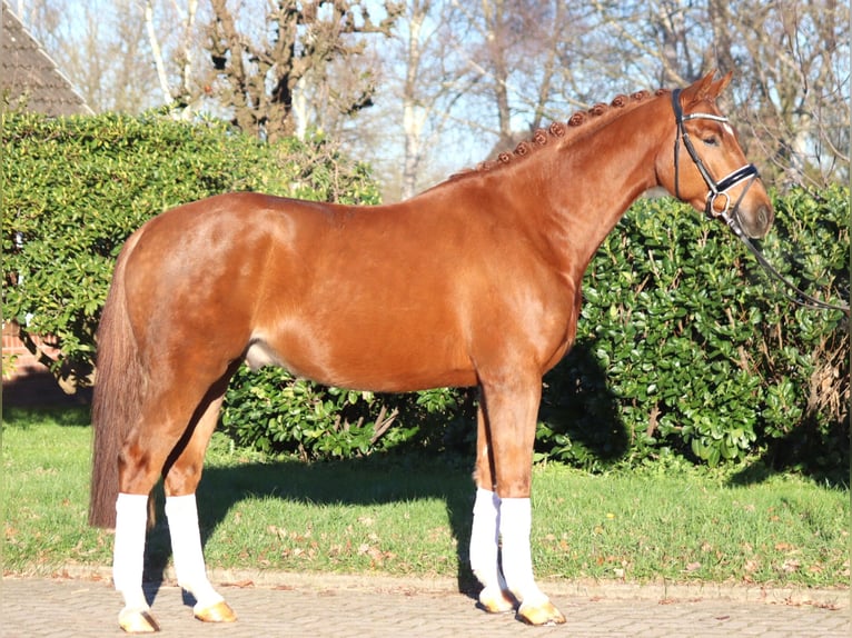 Hanoverian Gelding 5 years 16,1 hh Chestnut-Red in Selsingen