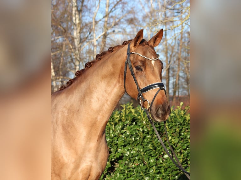 Hanoverian Gelding 5 years 16.1 hh Chestnut-Red in Selsingen