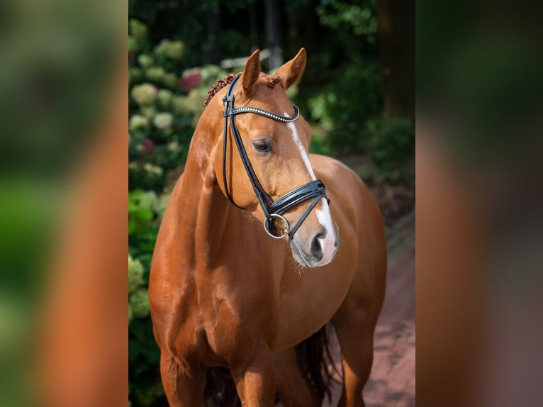 Hanoverian Gelding 5 years 16,1 hh Chestnut-Red in Westerkappeln