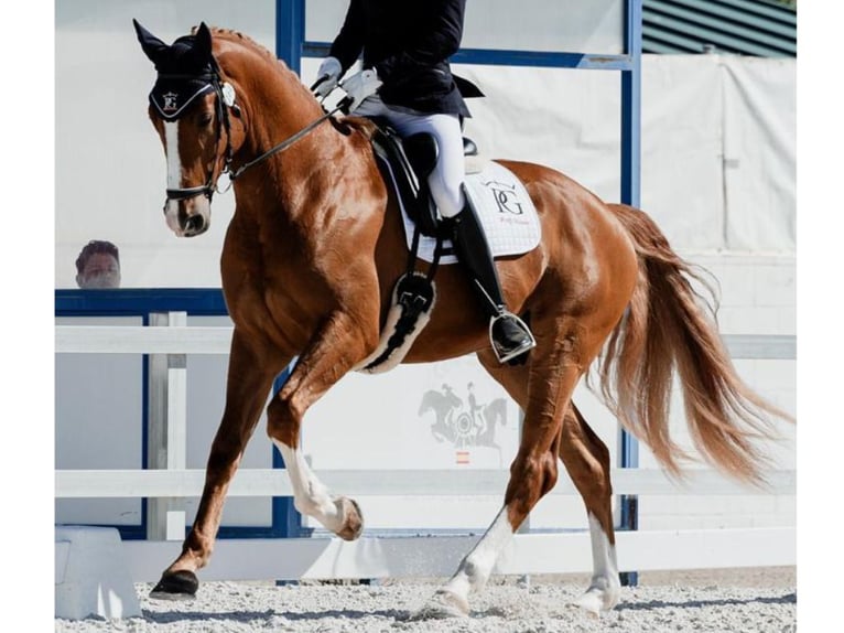 Hanoverian Gelding 5 years 16,1 hh Chestnut-Red in Navas Del Madroño