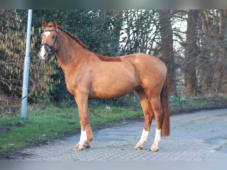 Hanoverian Gelding 5 years 16,1 hh Chestnut-Red in Deinstedt