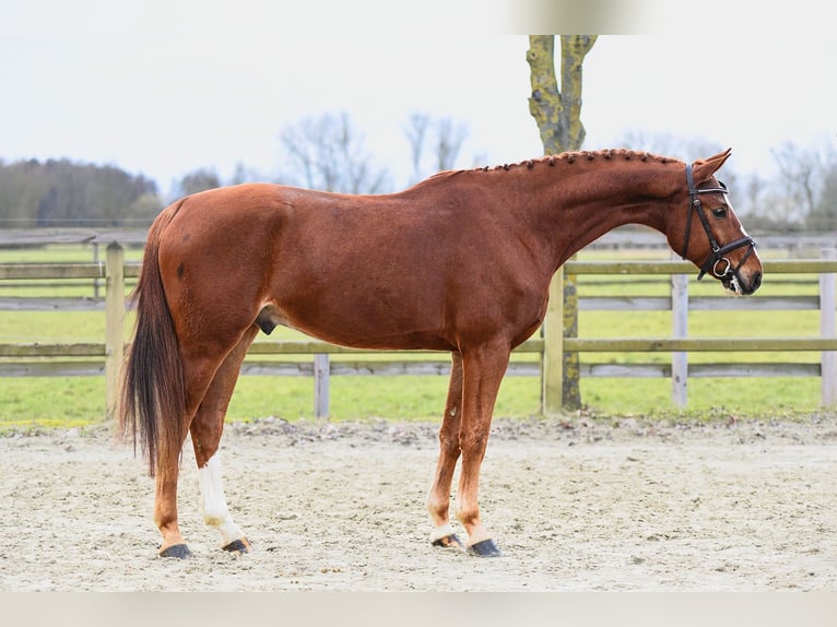 Hanoverian Gelding 5 years 16,1 hh Chestnut-Red in Riedstadt