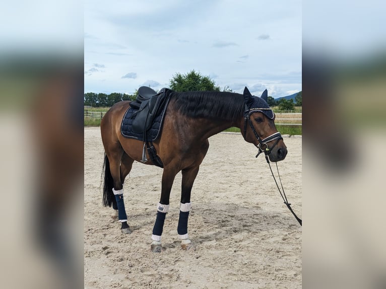 Hanoverian Gelding 5 years 16,1 hh in Einhausen