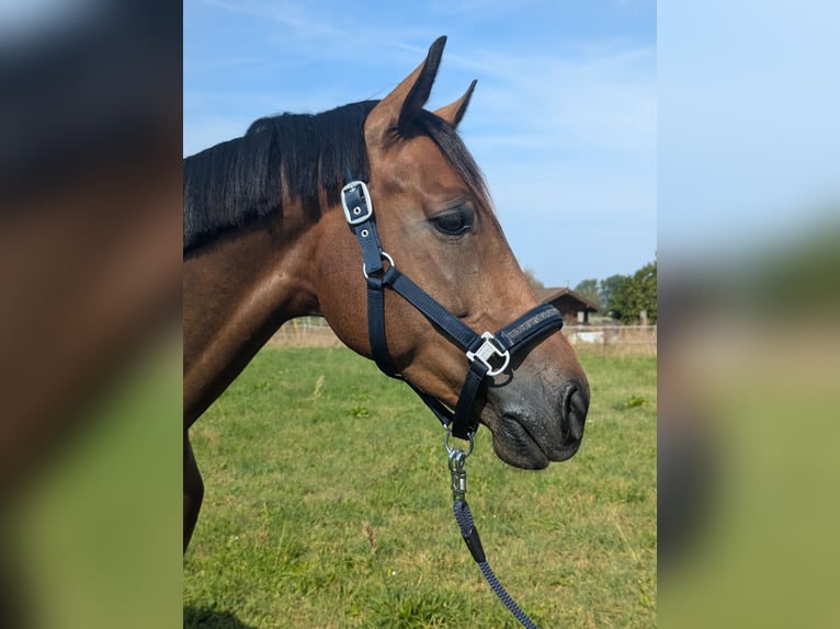 Hanoverian Gelding 5 years 16,1 hh in Einhausen