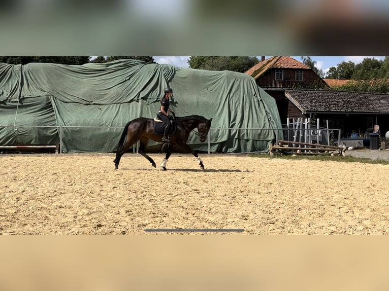 Hanoverian Gelding 5 years 16,1 hh Gray-Dark-Tan in Northeim