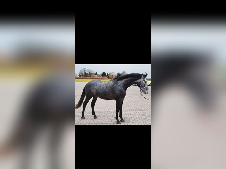 Hanoverian Gelding 5 years 16,1 hh Gray in N&#xFC;rnberg