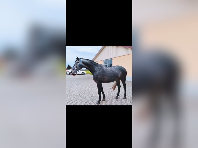 Hanoverian Gelding 5 years 16,1 hh Gray in N&#xFC;rnberg