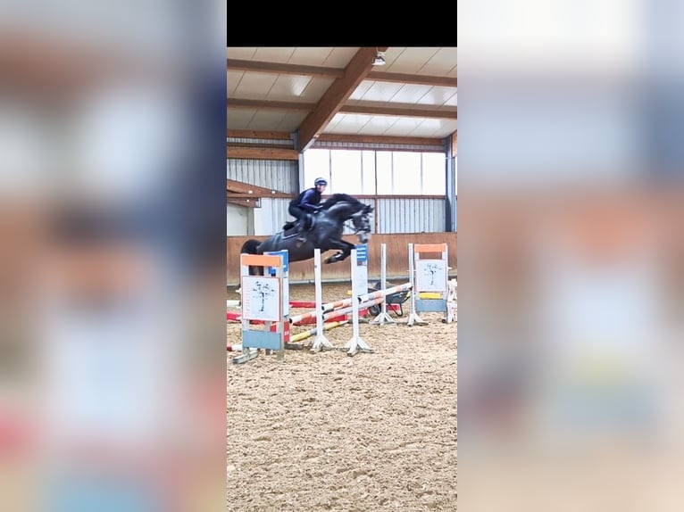 Hanoverian Gelding 5 years 16,1 hh Gray in N&#xFC;rnberg