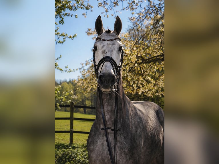 Hanoverian Gelding 5 years 16.1 hh Grey in Fürstenau