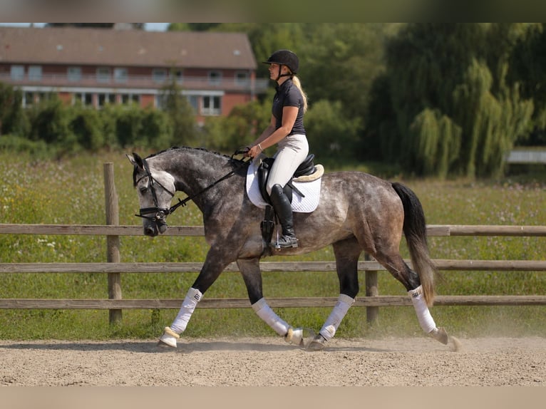 Hanoverian Gelding 5 years 16.1 hh Grey in Fürstenau