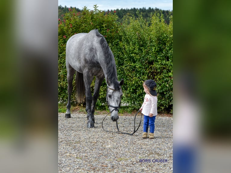 Hanoverian Gelding 5 years 16.1 hh Grey in Rot an der Rot