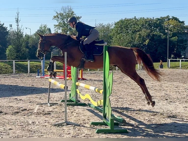 Hanoverian Gelding 5 years 16,1 hh in Prag