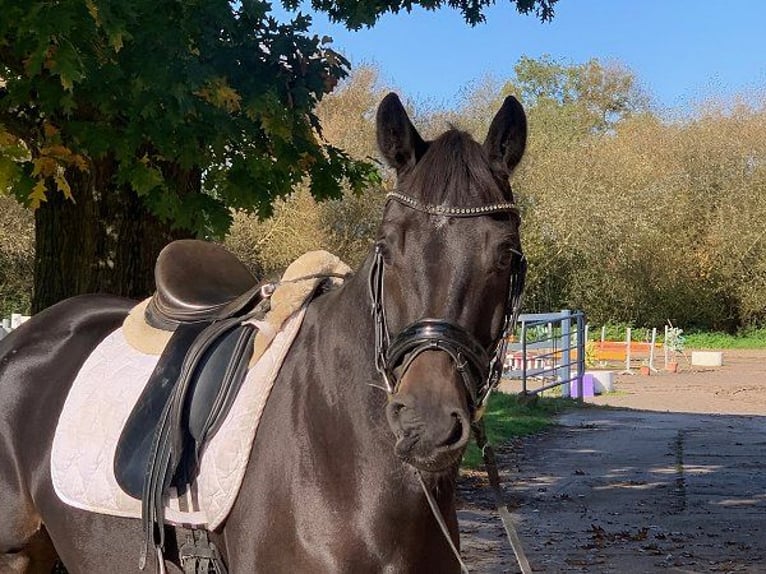 Hanoverian Gelding 5 years 16,1 hh Smoky-Black in Verden (Aller)