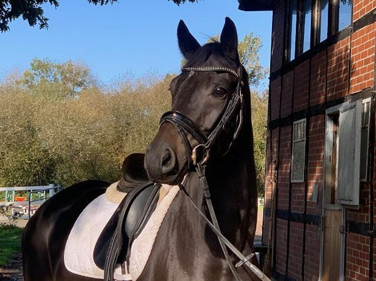 Hanoverian Gelding 5 years 16,1 hh Smoky-Black in Verden (Aller)