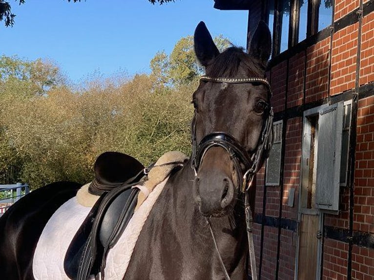 Hanoverian Gelding 5 years 16,1 hh Smoky-Black in Verden (Aller)