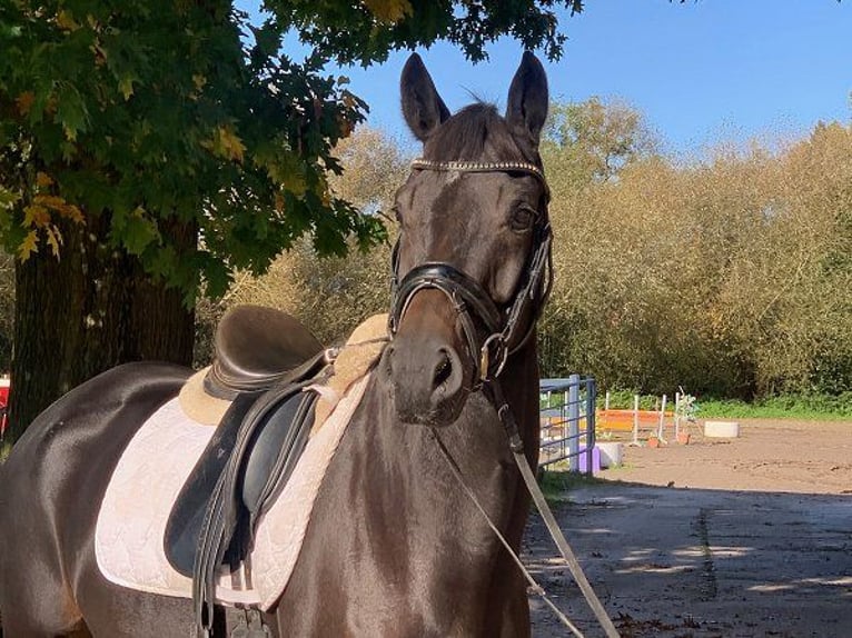 Hanoverian Gelding 5 years 16,1 hh Smoky-Black in Verden (Aller)