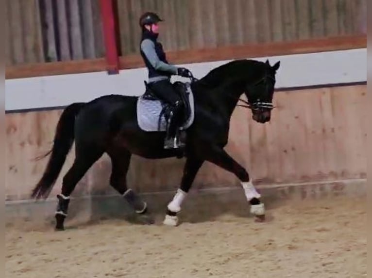 Hanoverian Gelding 5 years 16,1 hh Smoky-Black in Böheimkirchen