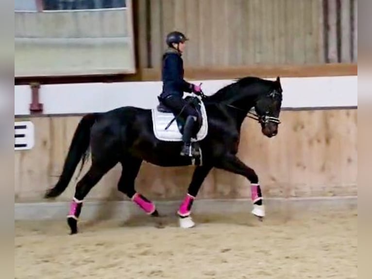 Hanoverian Gelding 5 years 16,1 hh Smoky-Black in Böheimkirchen