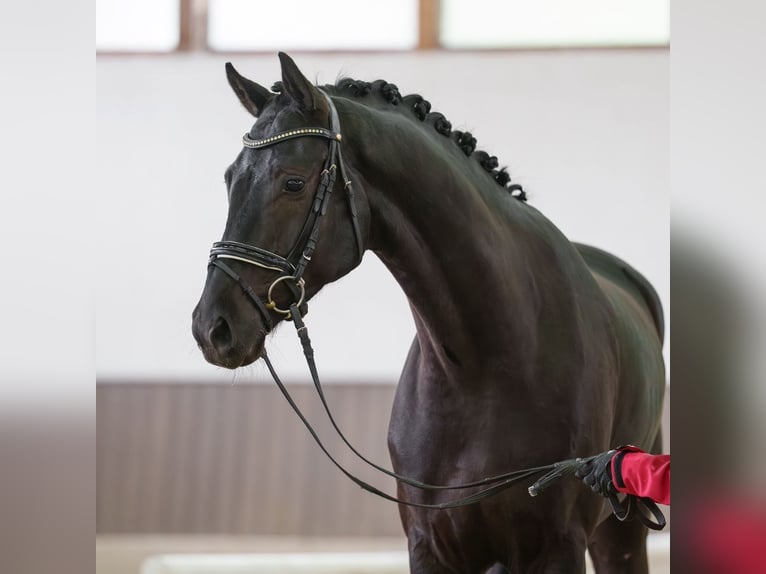 Hanoverian Gelding 5 years 16.1 hh Smoky-Black in Münster-Handorf