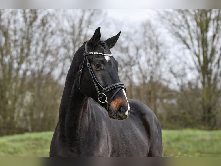 Hanoverian Gelding 5 years 16.1 hh Smoky-Black in Riedstadt