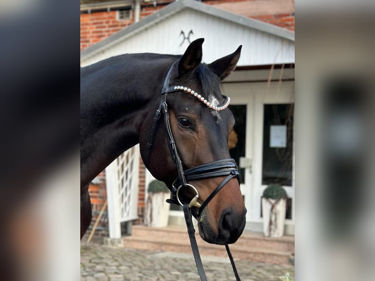 Hanoverian Gelding 5 years 16,1 hh Smoky-Black in Verden (Aller)