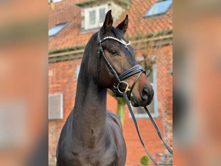 Hanoverian Gelding 5 years 16,1 hh Smoky-Black in Verden (Aller)