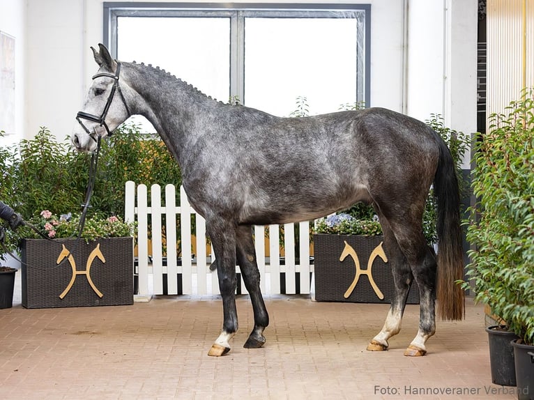 Hanoverian Gelding 5 years 16.1 hh Smoky-Black in Verden